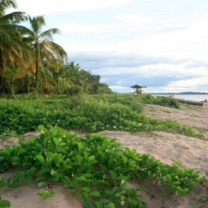 Guiana Franceză